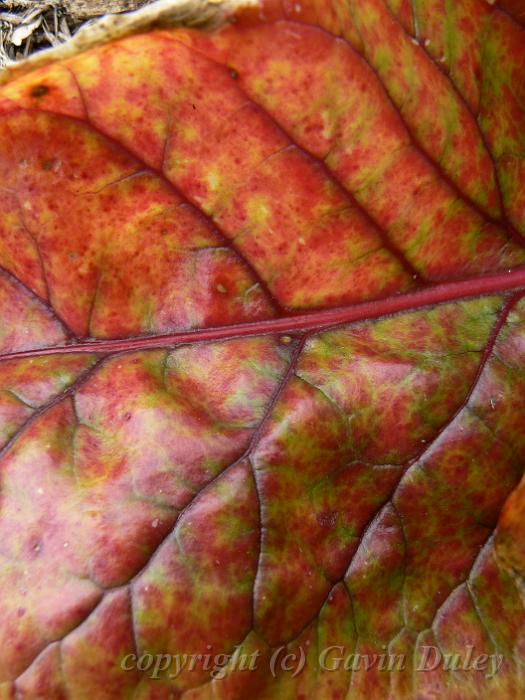 Rhubarb, Adelaide Botanic Gardens P1080809.JPG